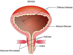 Ilustração de Bexiga em corte