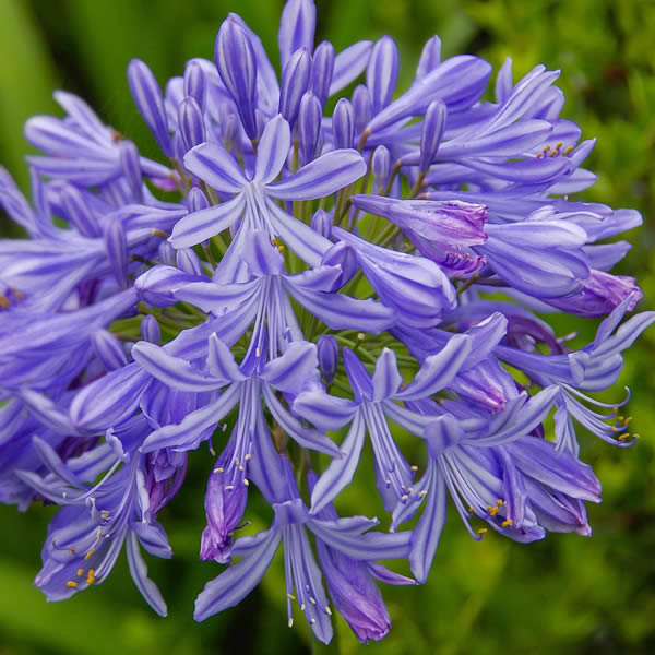 Agapanthus