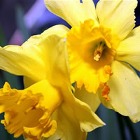 Narcisos