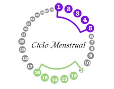 Ciclo Menstrual